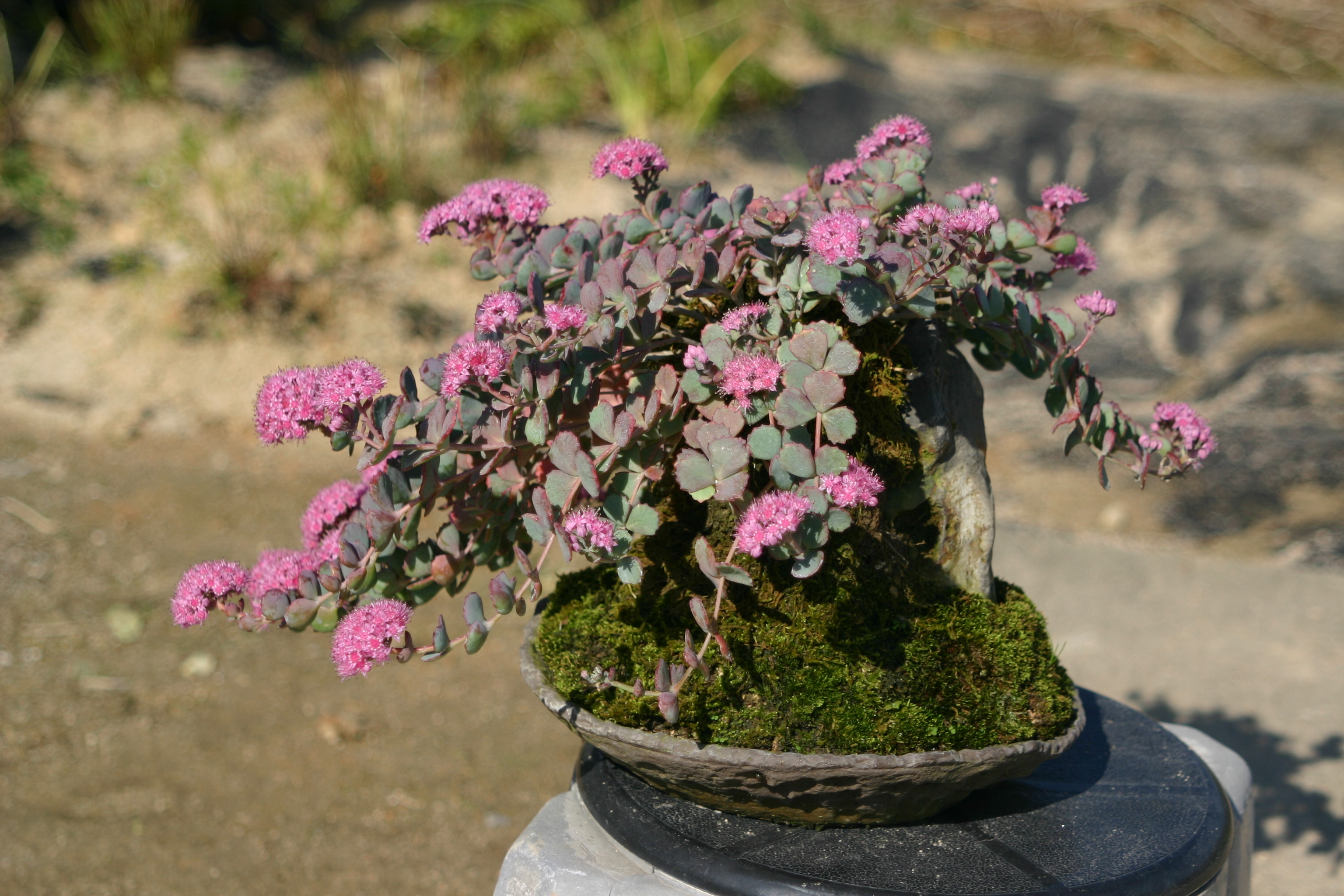 Sedum ussuriense